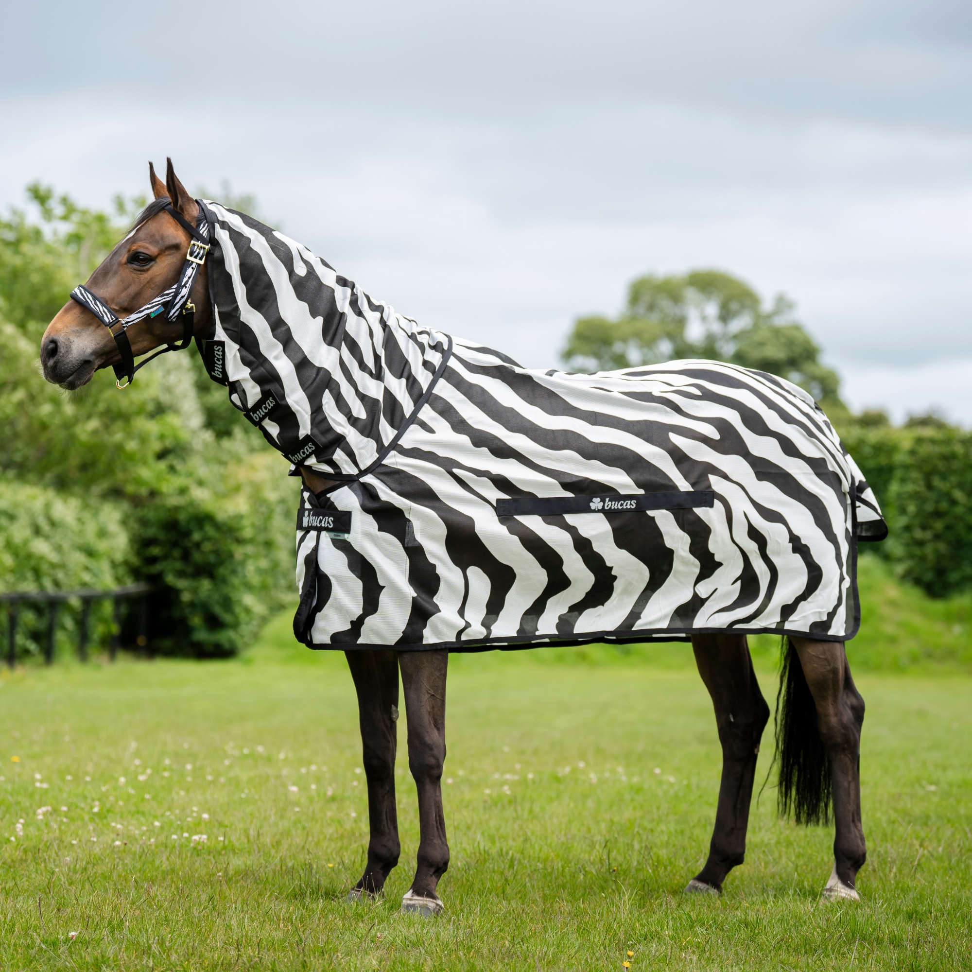 Häst med zebrarandigt flugtäcke - Buzz-off & Neck Zebra från Bucas