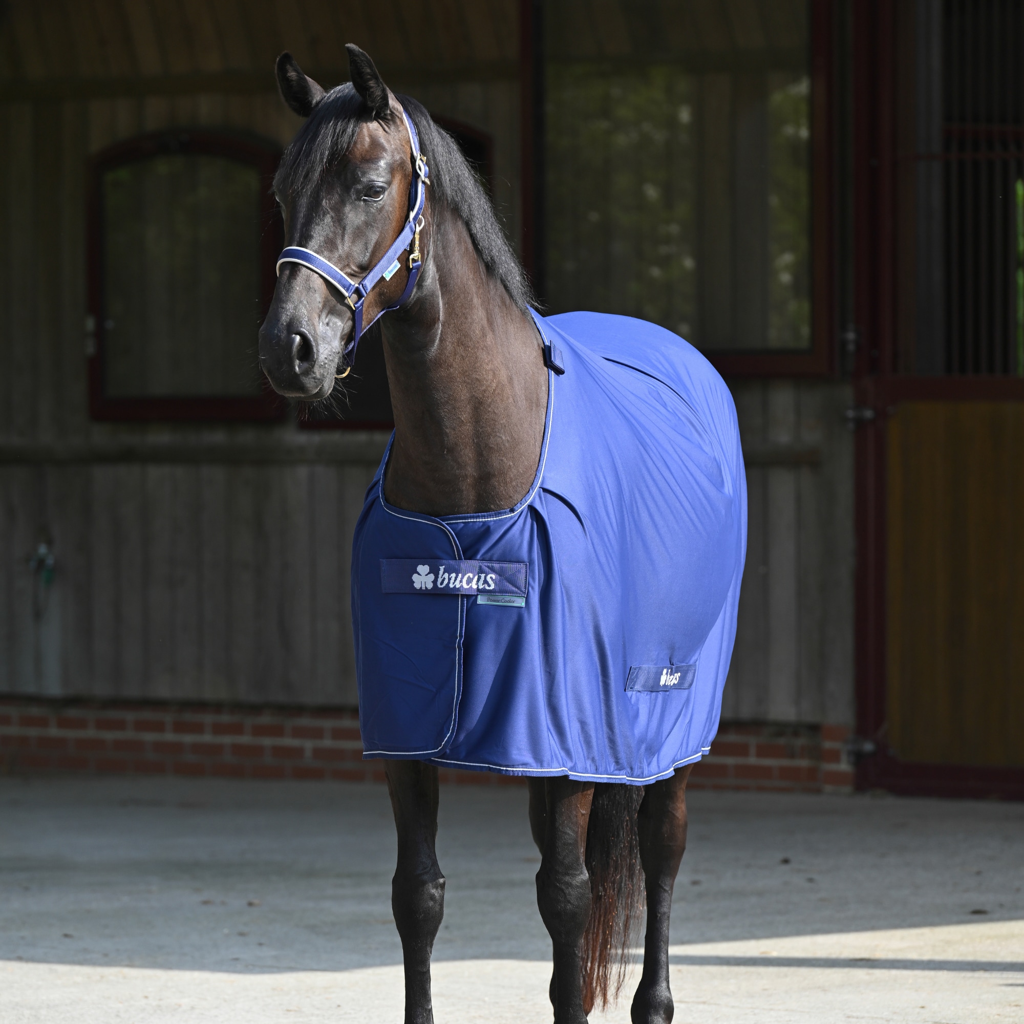 Power Cooler - Navy