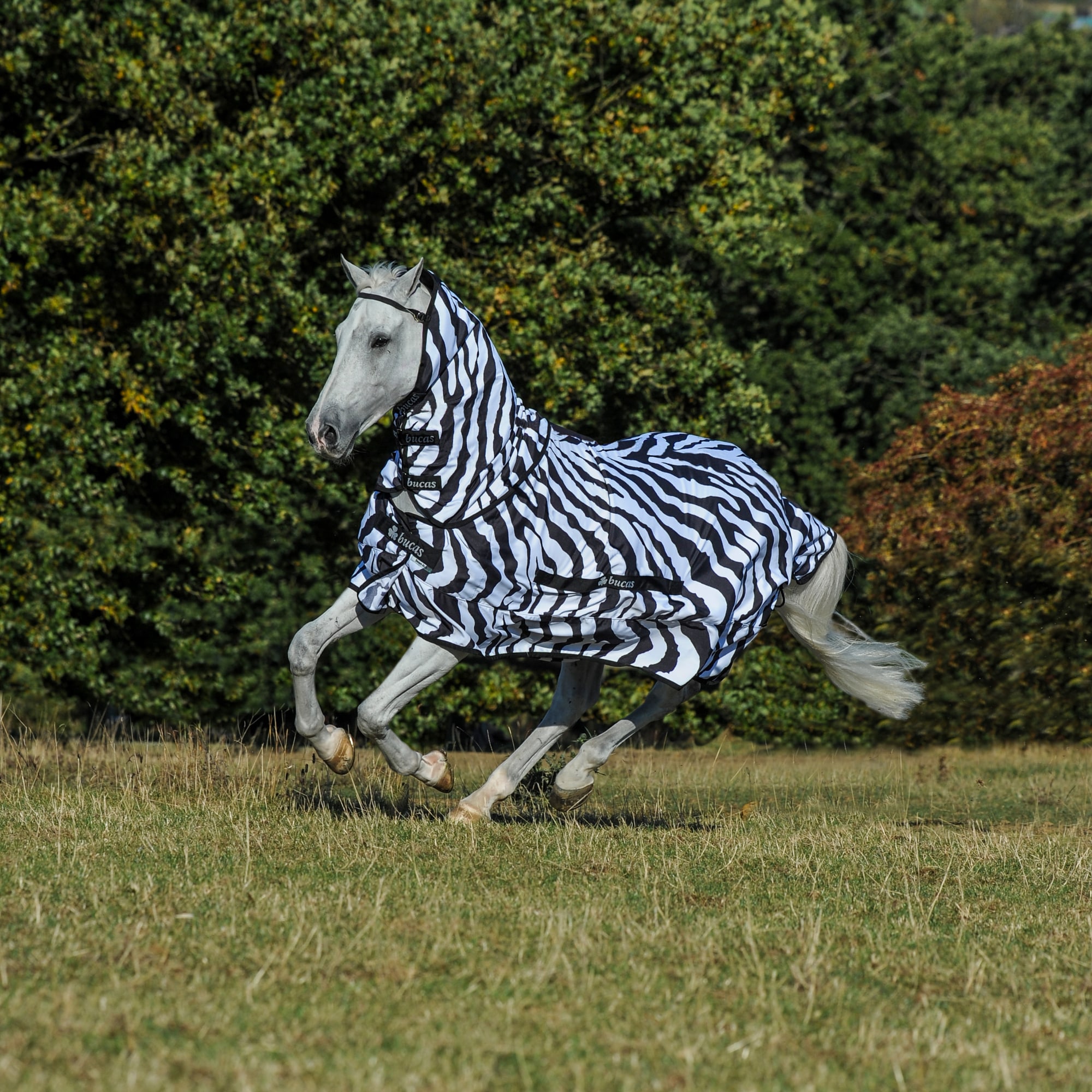 Sweet-Itch Zebra 