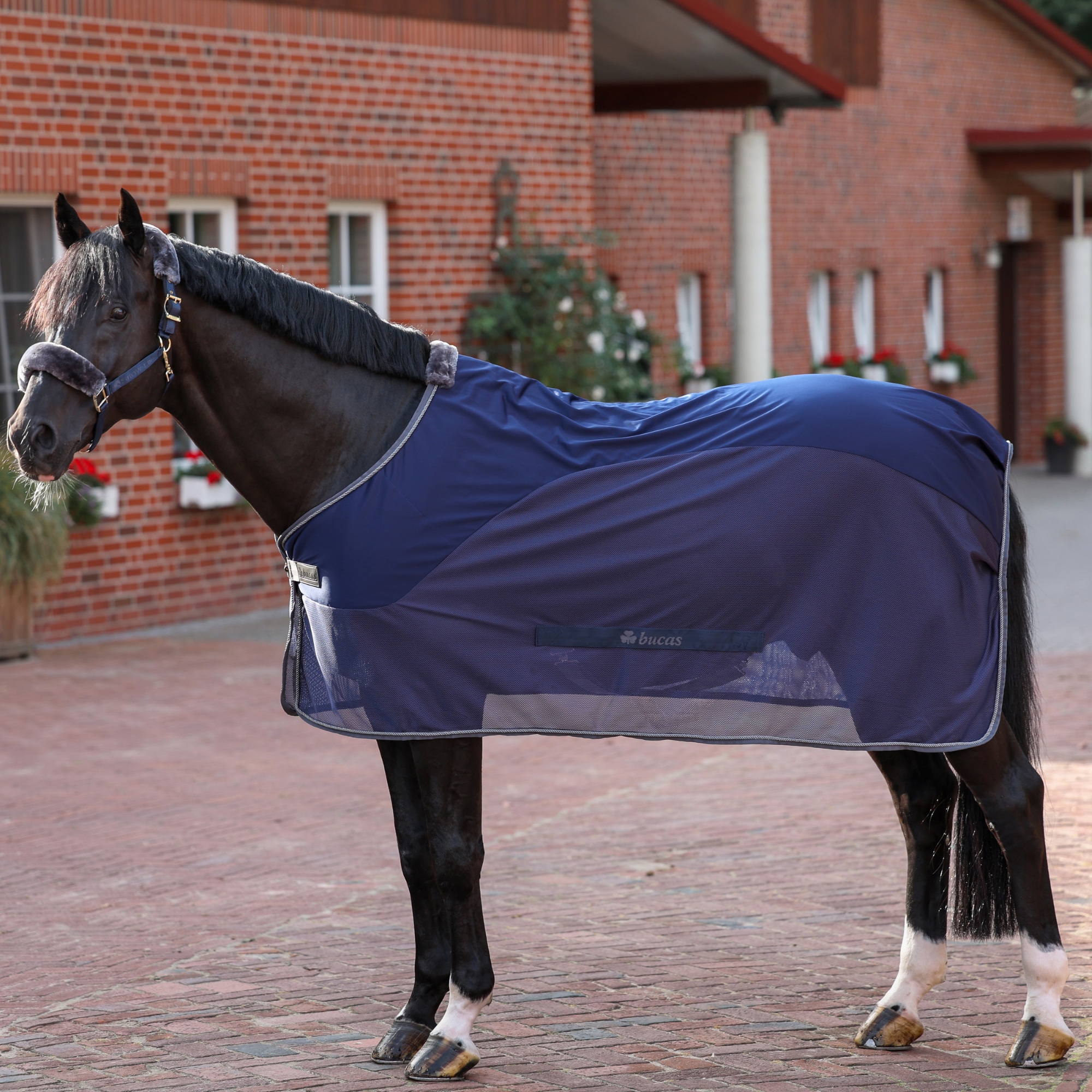 Show-Line Competition Cooler - Navy