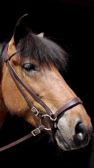 Drop Noseband Divar - Brown