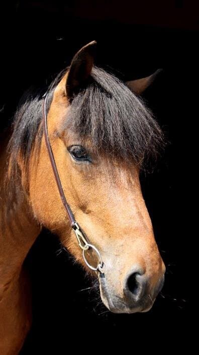 Bridle Alisa With Hooks - Brown