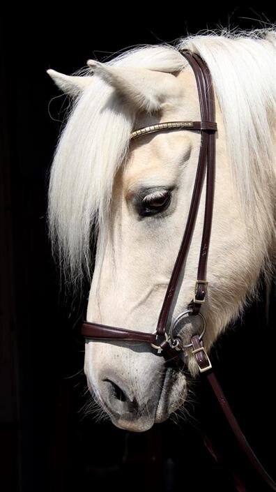 Browband Clincer Brass - Brown