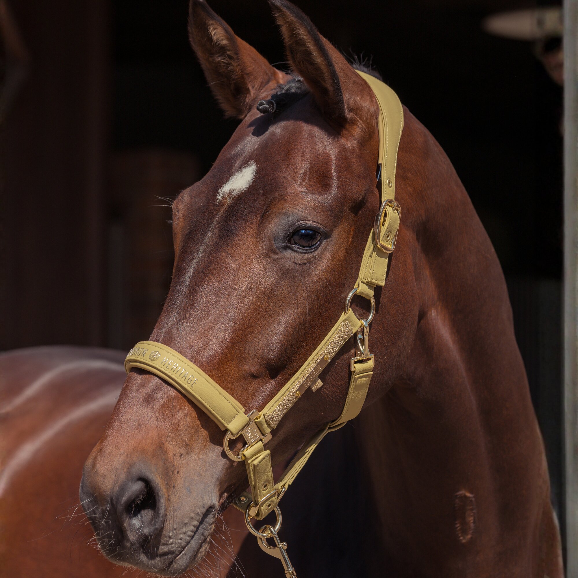 Eskadron Halter - Cardamom - Full