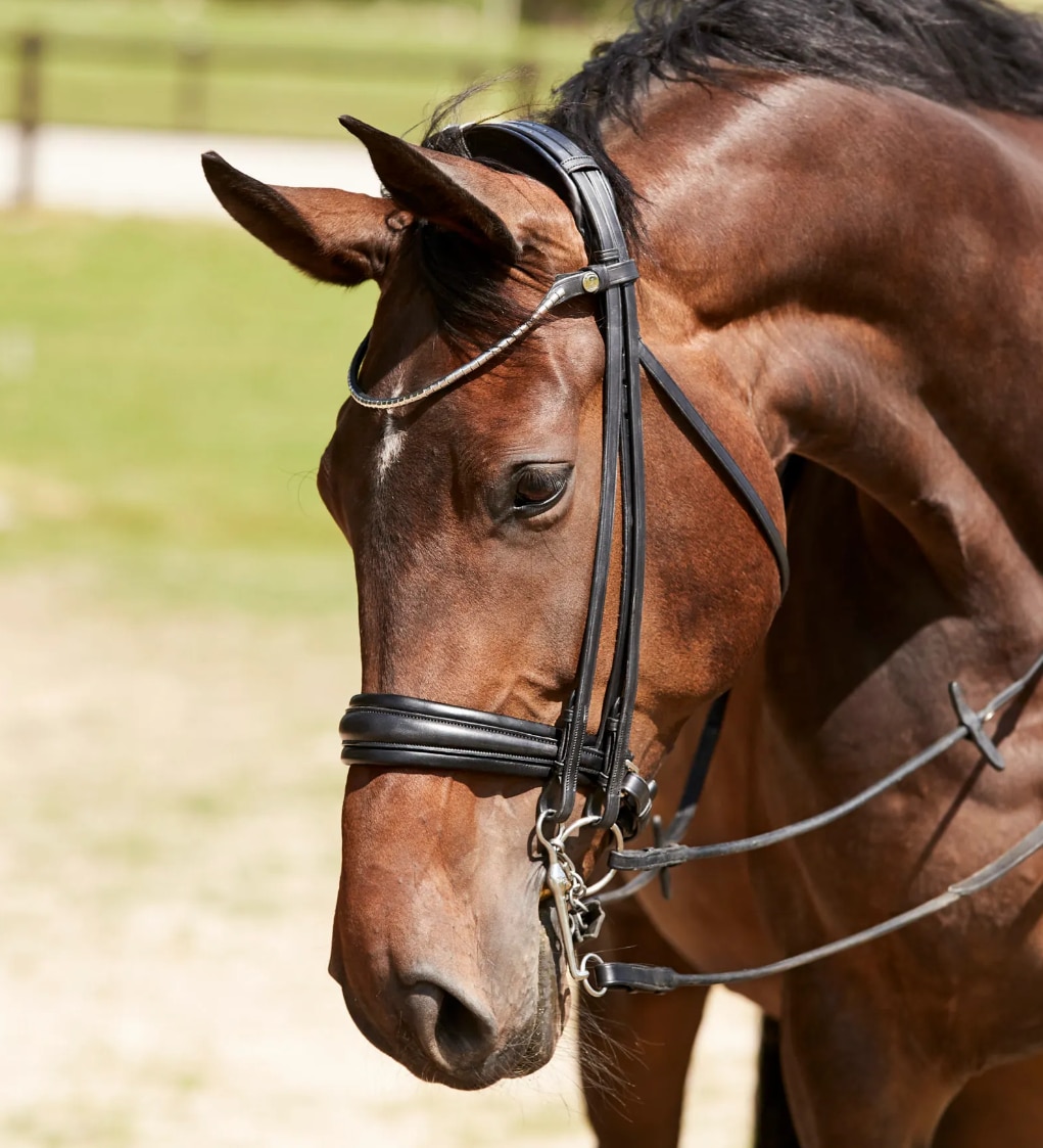 Finesse Double Bridle Cayenne Patent- Black/White