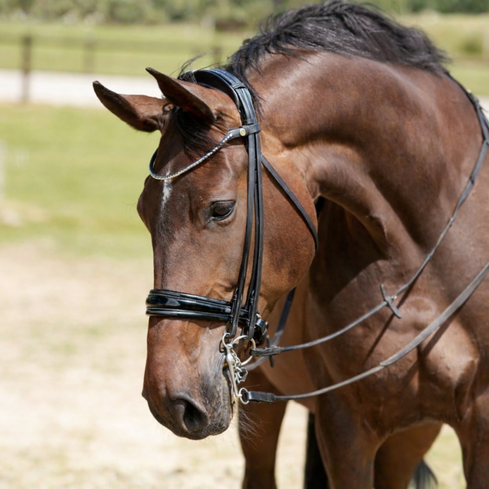 Finesse Double Bridle Cayenne Patent - Black