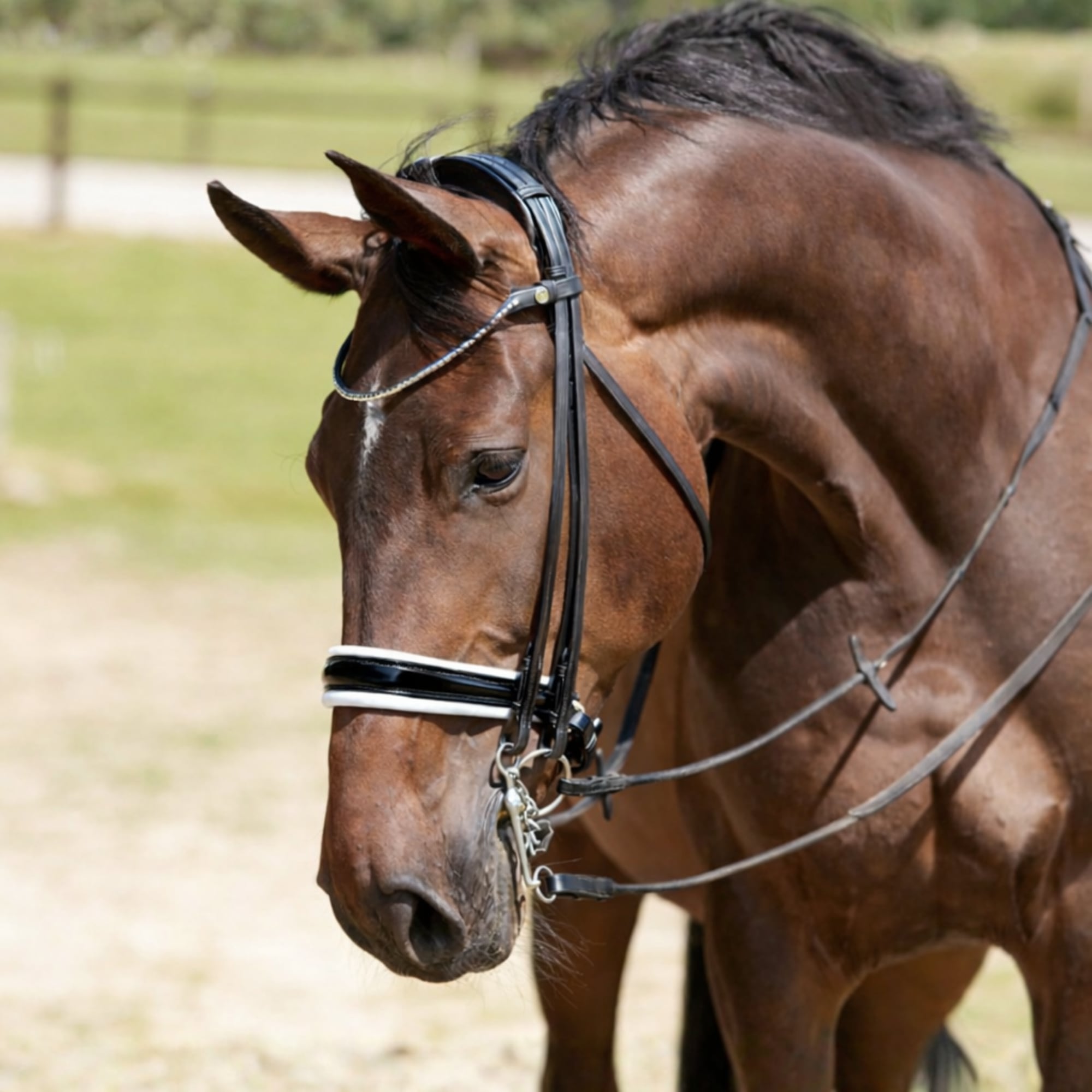 Finesse Double Bridle Cayenne Patent- Black/White