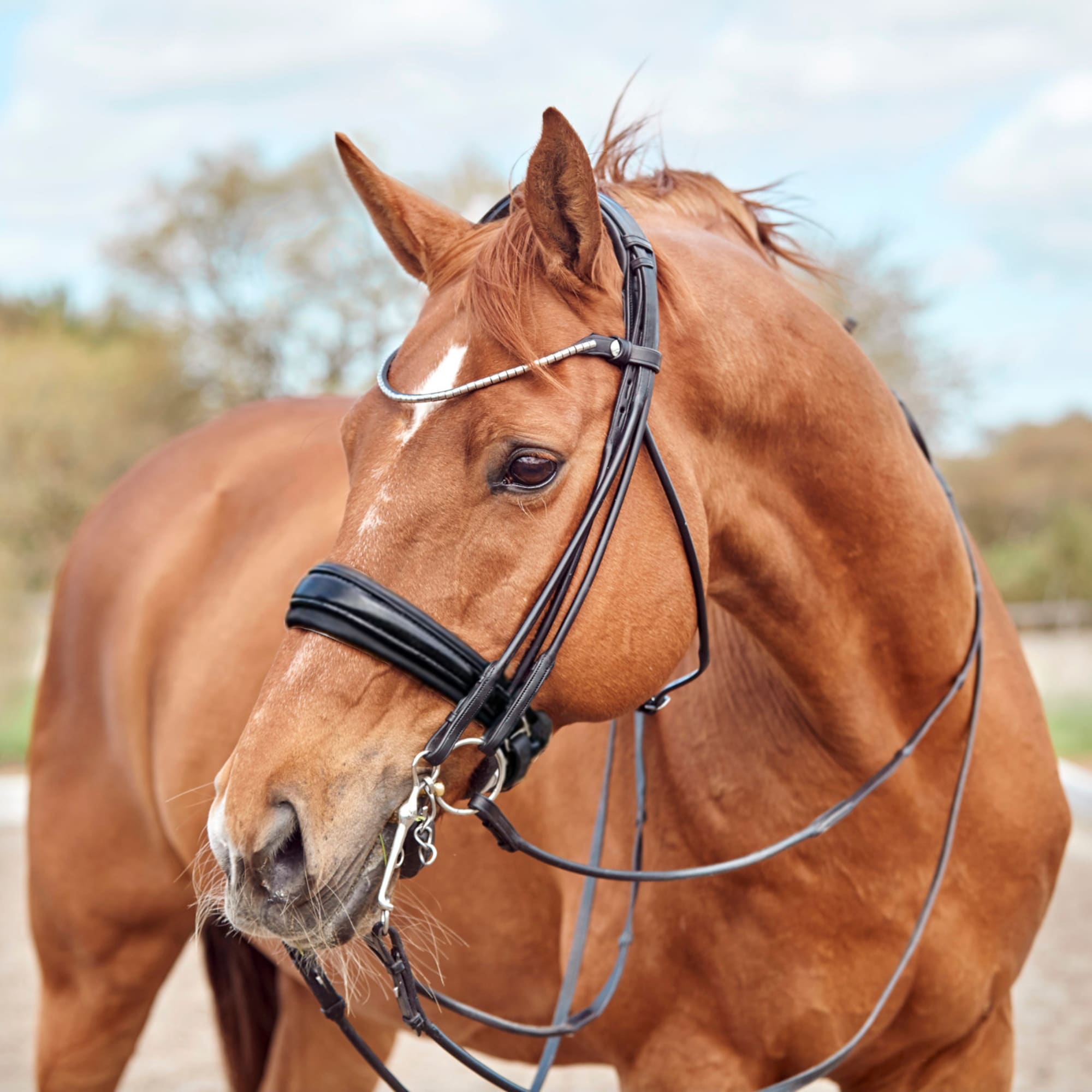 Finesse Double Bridle - Black/Lacquer