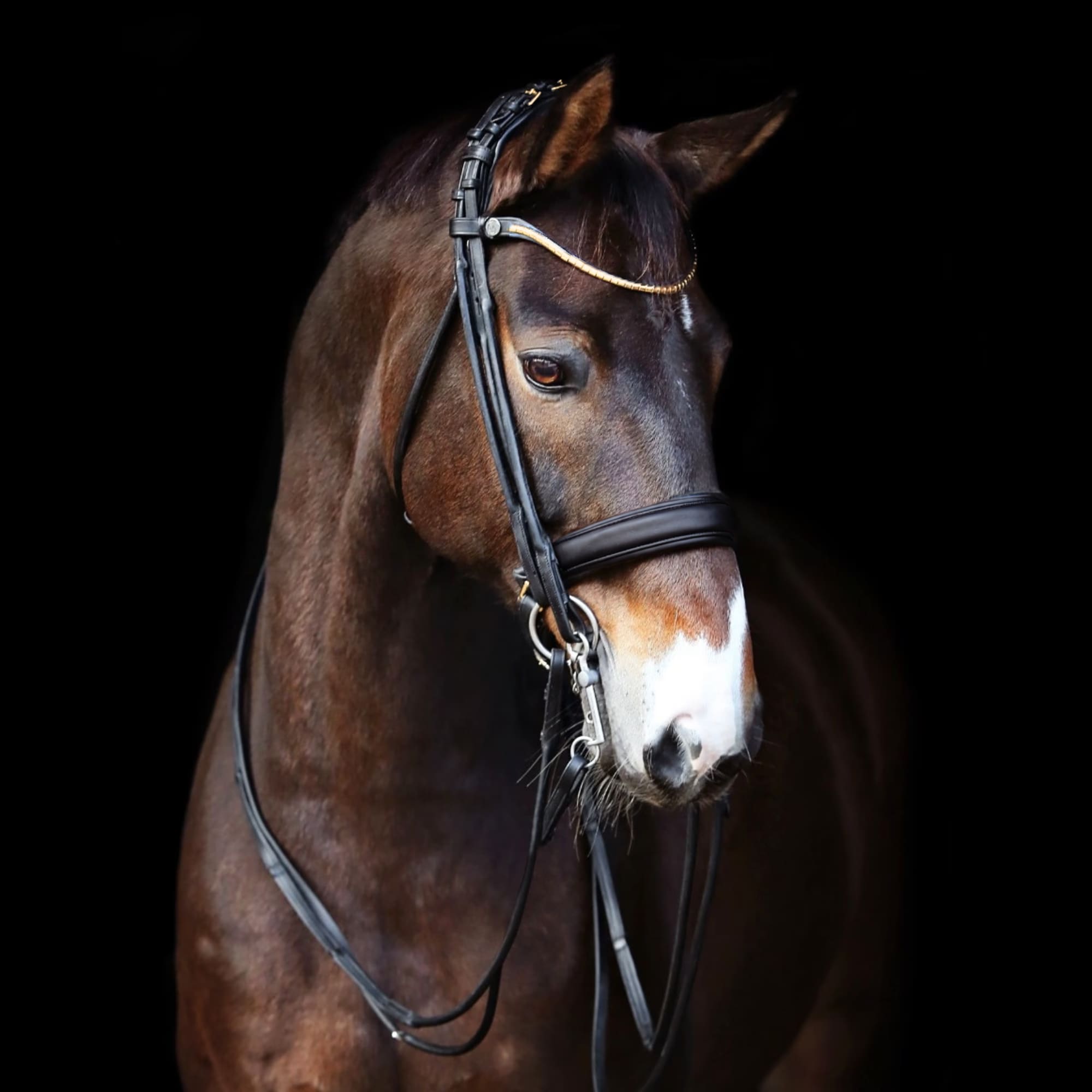 Finesse double Bridle - Black/black - Full