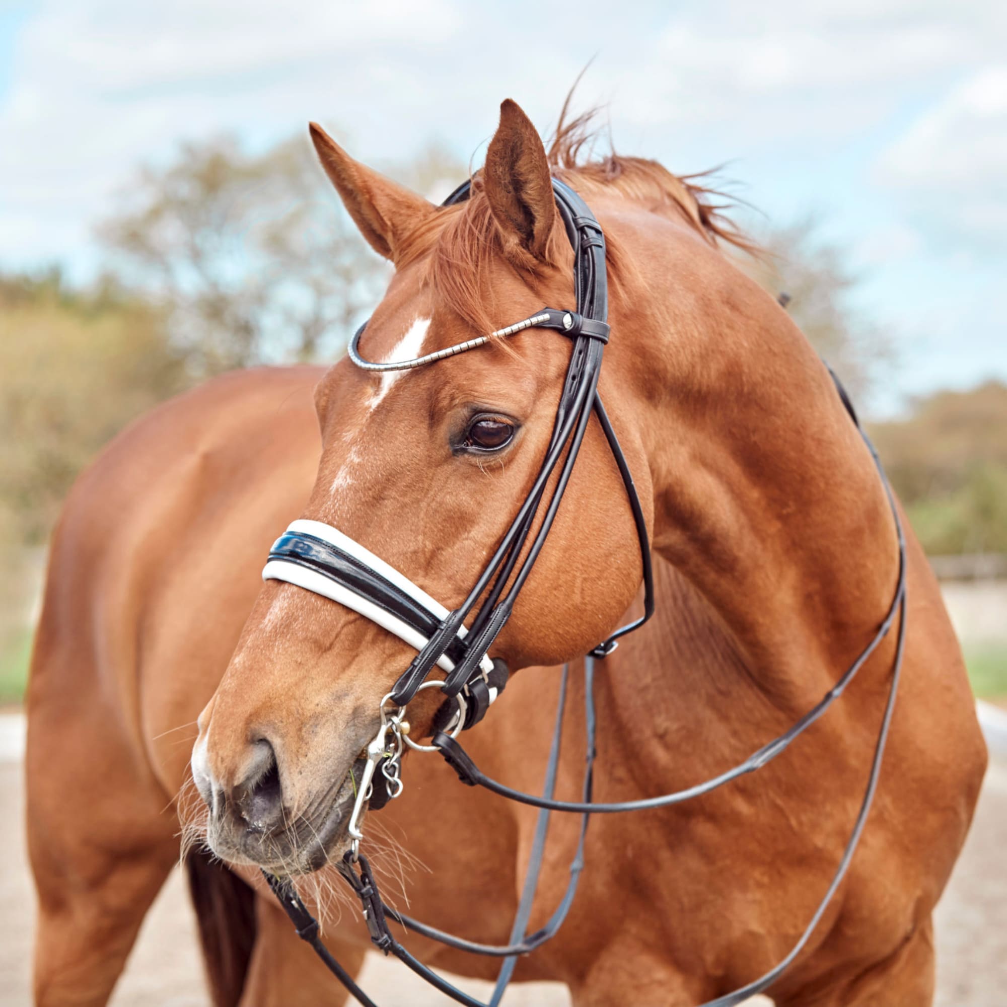 Finesse Double Bridle - Black/White/Lacquer