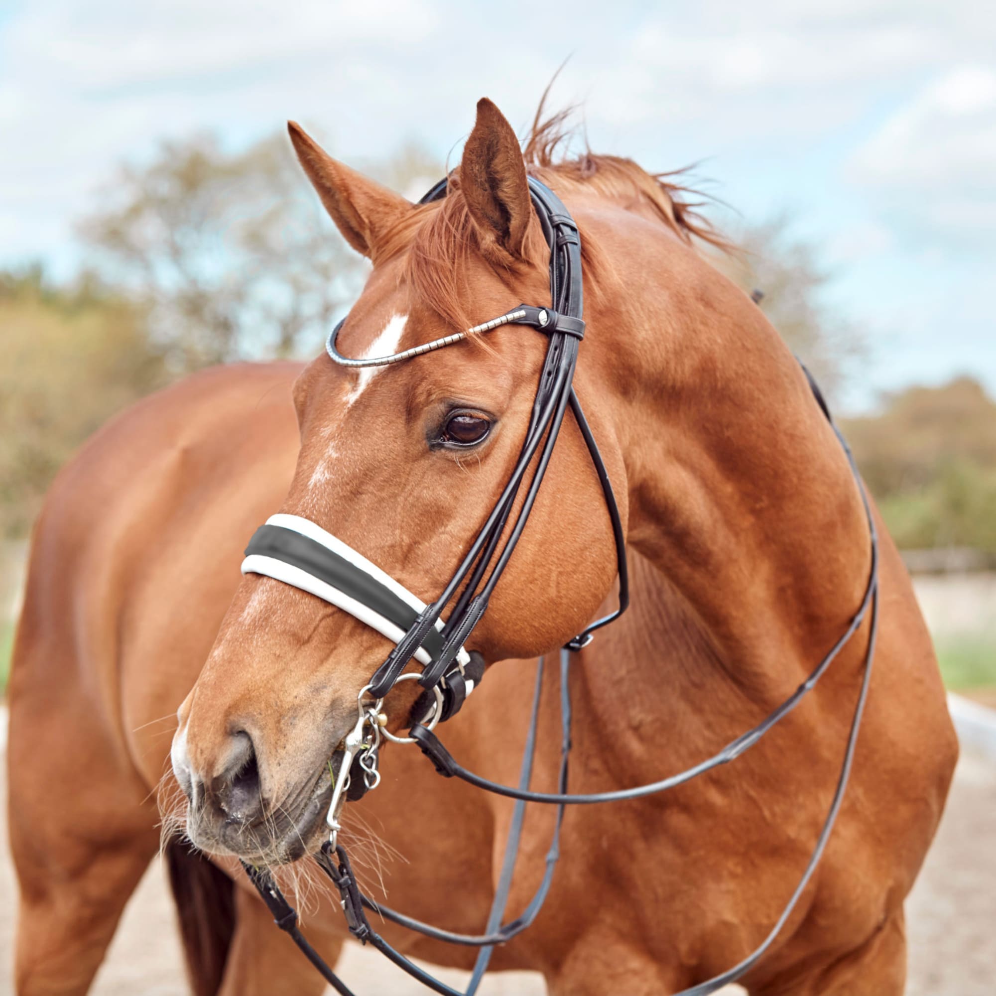 Finesse Double Bridle - Black/White