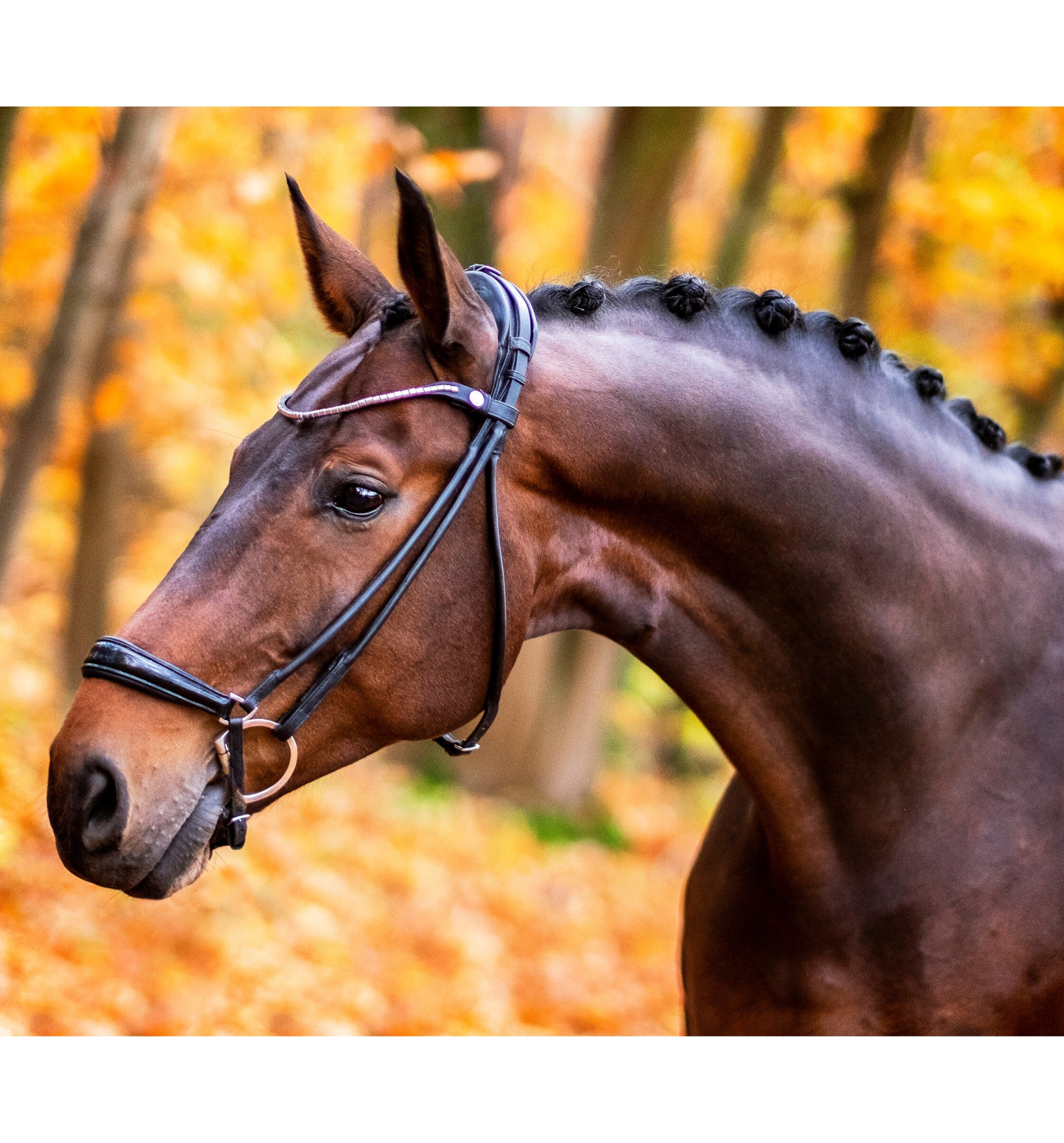 Finesse Bridle Drop Noseband - Black