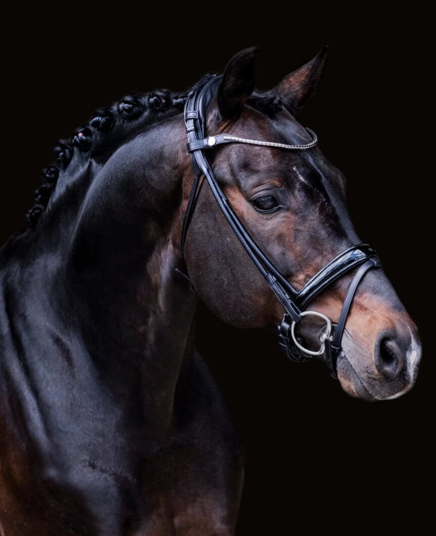 Finesse Bridle Himalaya - Black