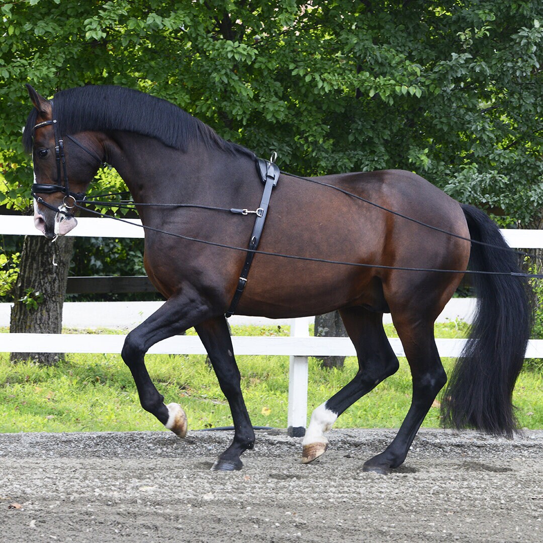 HOlarus training and lunge roller