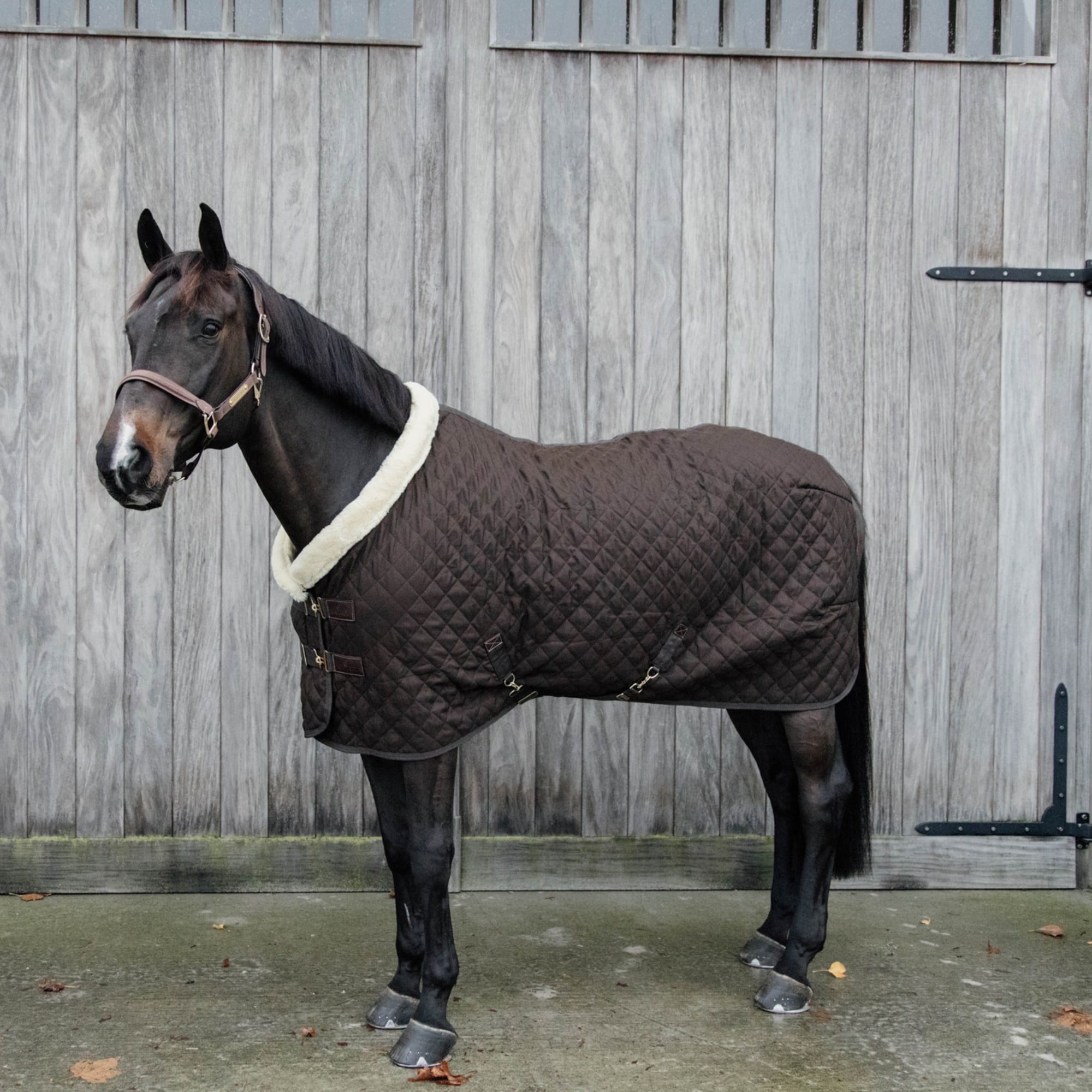 Show Rug 160 gr - Brown