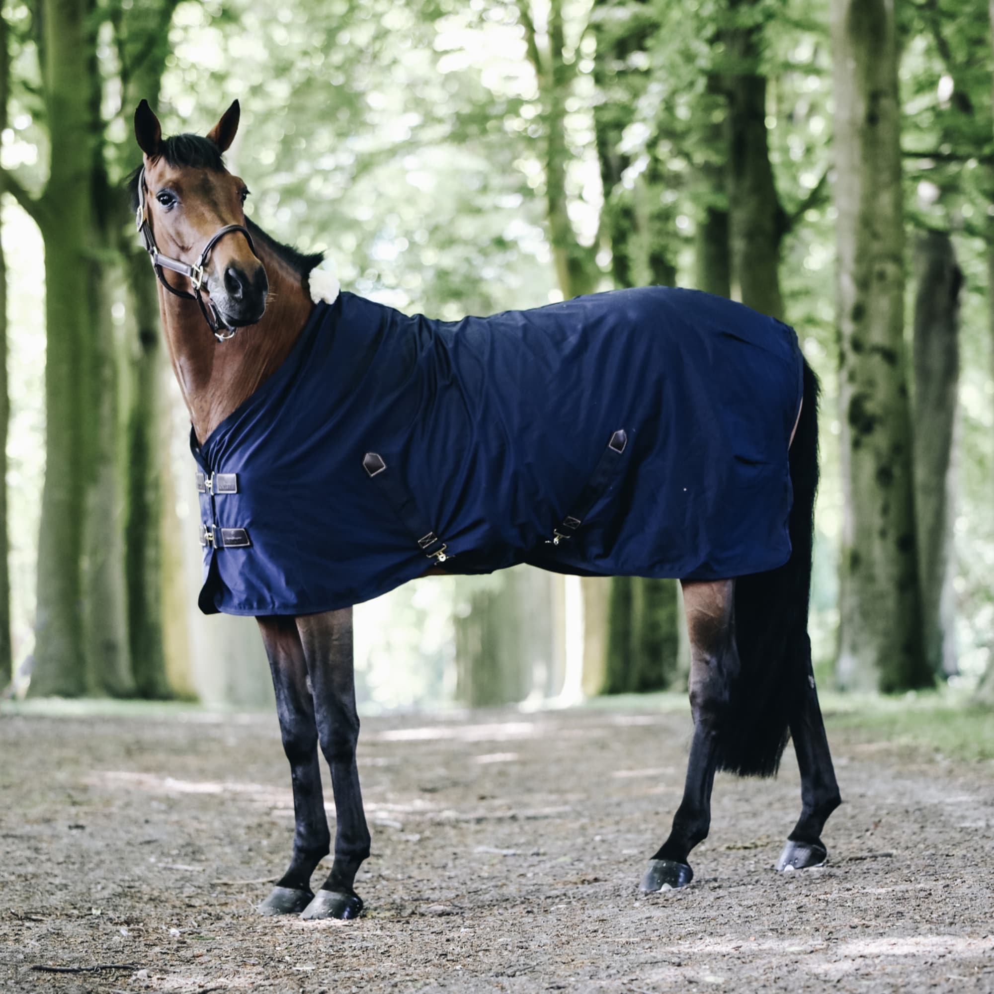 Cotton Sheet - Navy